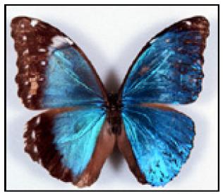 Morpho menelaus bilateral gynandromorph (Internet Image property of respective owner, non-commercial use only)